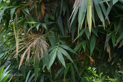 Thysanolaena latifolia